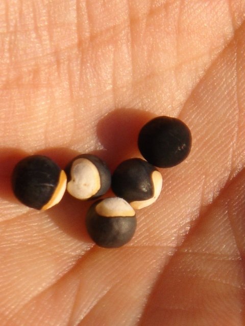 Cardiospermum halicacabum graine